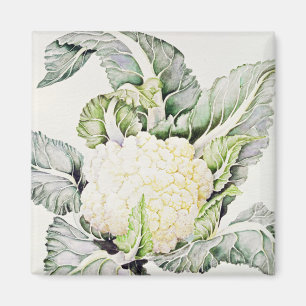 Blumenkohl-Studie 1993 Magnet