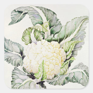 Blumenkohl-Studie 1993 Quadratischer Aufkleber