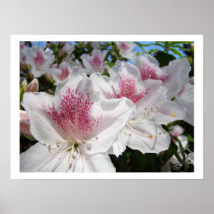 Blumenkunst Drucke Weiße rosa Azaleenblüten Garten