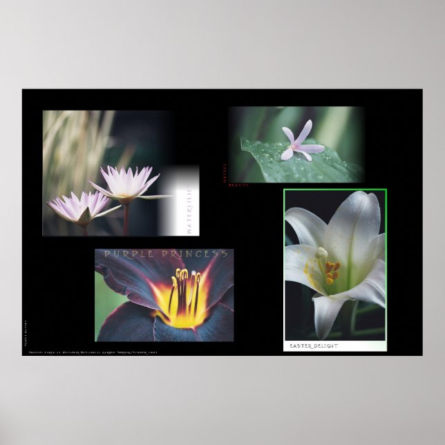 Blumenmontage Poster (Vorne)