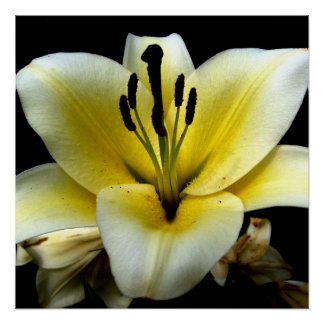 Blumenmuster-Blume 20" x 20" Plakatpapier (Semi-Gl Poster