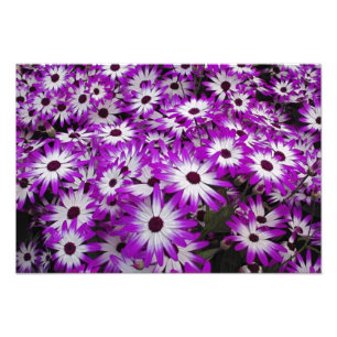 Blumenmuster, Kuekenhof-Gärten, Lisse, Fotodruck