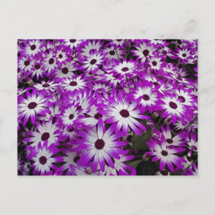 Blumenmuster, Kuekenhof-Gärten, Lisse, Postkarte