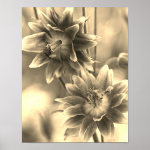 Blumenpaar in Sepia-Tönung Poster