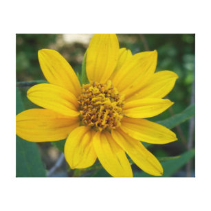 Blumenperfektion im Sonnenschein-Gelb Leinwanddruck