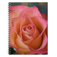 Blumenpfirsichrosa Rose Journal oder Notebook