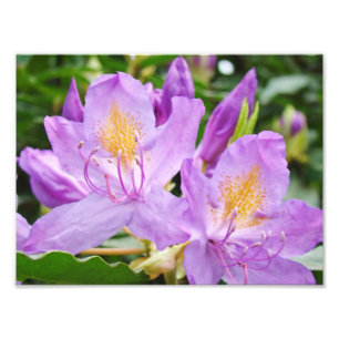 BlumenPhotograhpy druckt lila Rhododendren Fotodruck
