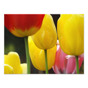 Blumenphotographie druckt Tulpe-Blumen-Natur Fotodruck