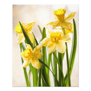 Blumenphotographie:  Gelbe Frühlings-Narzissen Fotodruck