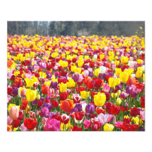 Blumenphotographie-Natur-Tulpe-Blumenkunst Fotodruck