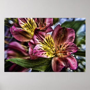 Blumenplakatdruck der Alstroemeria-peruanischen Poster