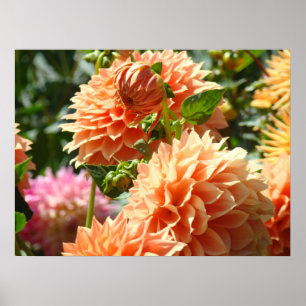 Blumenposter Orange Dahlien Blumen Gärten Poster