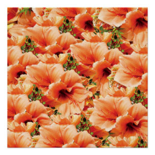Blumenposter Poster