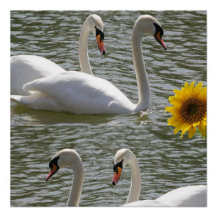 Blumenposter Sonnenblume Schwan Poster