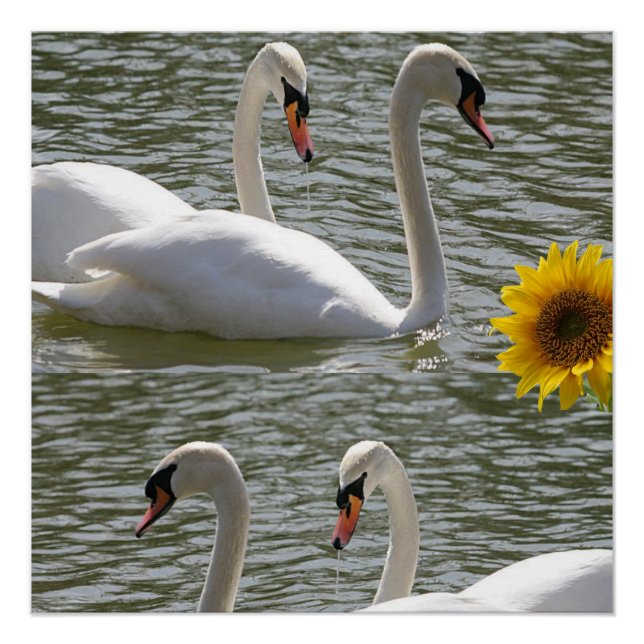 Blumenposter Sonnenblumenschwan Poster (Vorderseite)