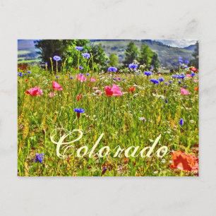 Blumenpostkarte Colorado Postkarte