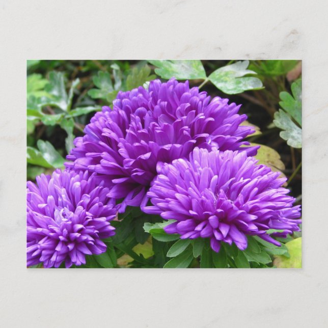 Blumenpostkarte Postkarte (Vorderseite)