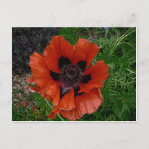 Blumenpostkarte Postkarte