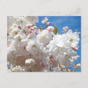 Blumenpostkarten Rosa weiße Blüten Blumen Frühling Postkarte