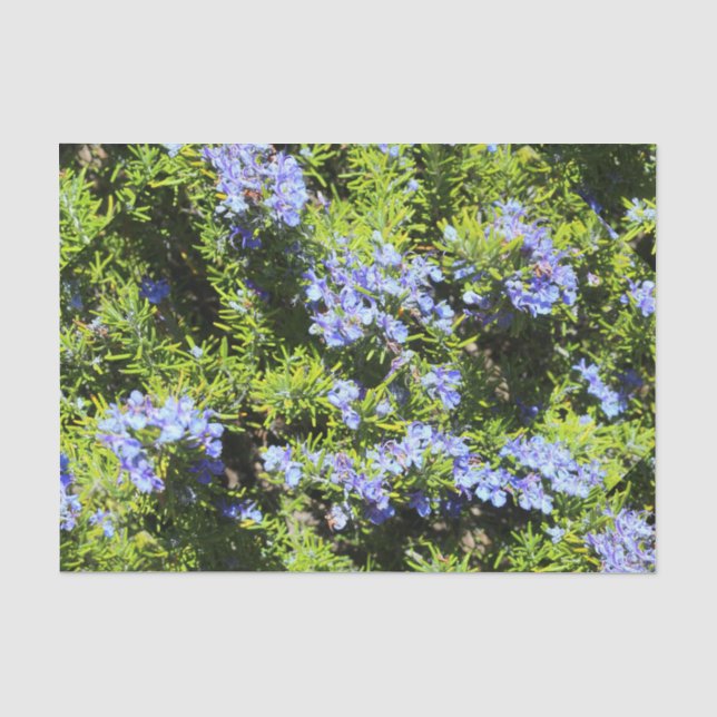 Blumenrosmarin Seidenpapier (Vorderseite)