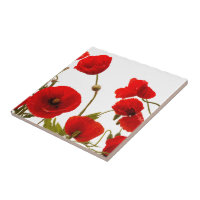 Blumenroter Mohn Blume Weißer Hintergrund farbig