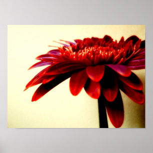 BLUMENSERIEN-007 POSTER