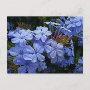 Blumenstrauß von Plumbago Ankündigungspostkarte