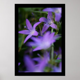 Blur - Campanula - Blumenfotografie Poster