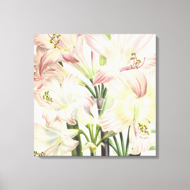 Blush Lilies Leinwanddruck (Vorderseite)