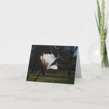 Blush Magnolia Blüten Feinkunst Notizkarten – Eleg
