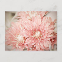 Blush Mums