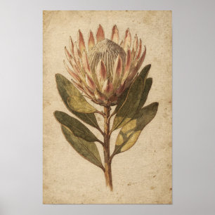 Blush-Protea-Blumen-Botanikposter Poster