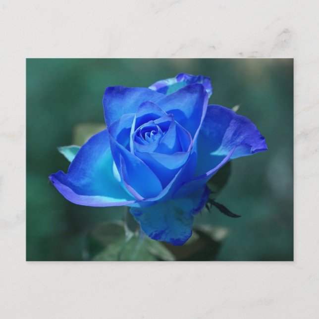 Blushed Blue Rose Postkarte (Vorderseite)