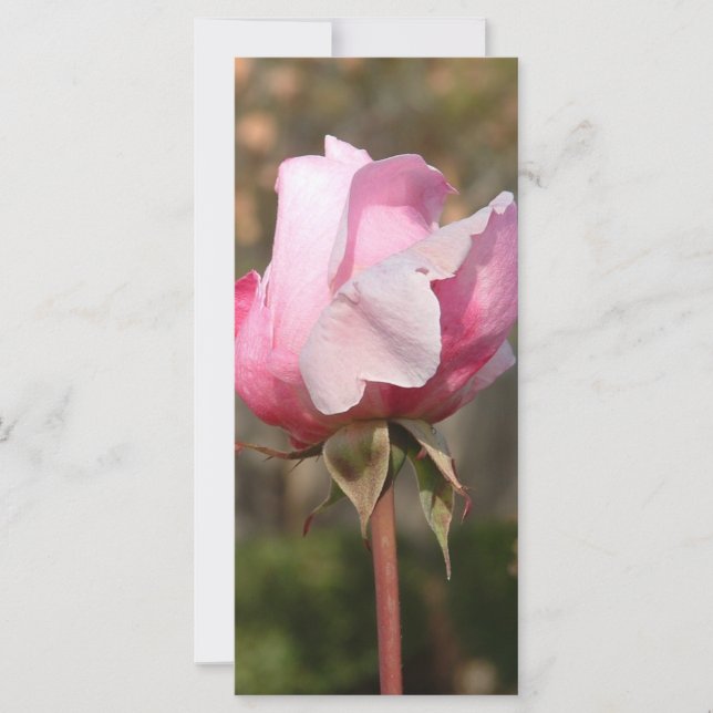 Blushing Beauty Rack Card/Lesezeichen (Vorderseite)