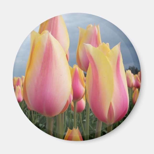 Blushing Beauty Tulips Magnet (Vorne)