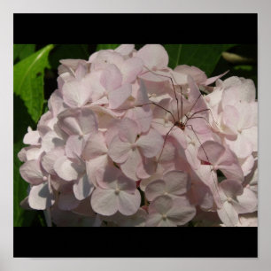 Blushing Bride and Daddy-Long Legs Poster