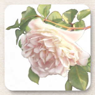 Blushing Ivory Peach Rose Getränkeuntersetzer