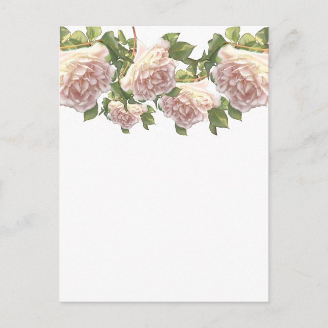Blushing Ivory Peach Rose Postkarte (Vorderseite)