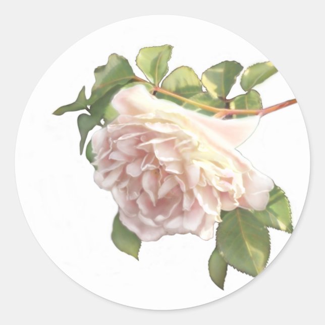 Blushing Ivory Peach Rose Runder Aufkleber (Vorderseite)