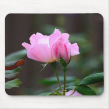 Blushing Knockout Rose Mouse Pad