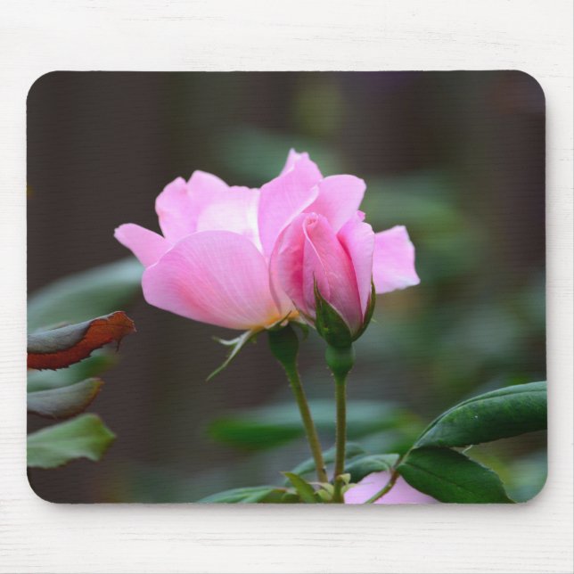 Blushing Knockout Rose Mouse Pad Mousepad (Vorne)
