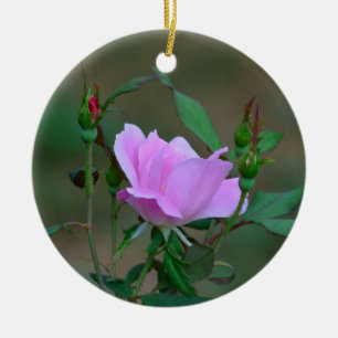 Blushing Knockout Rose Ornament