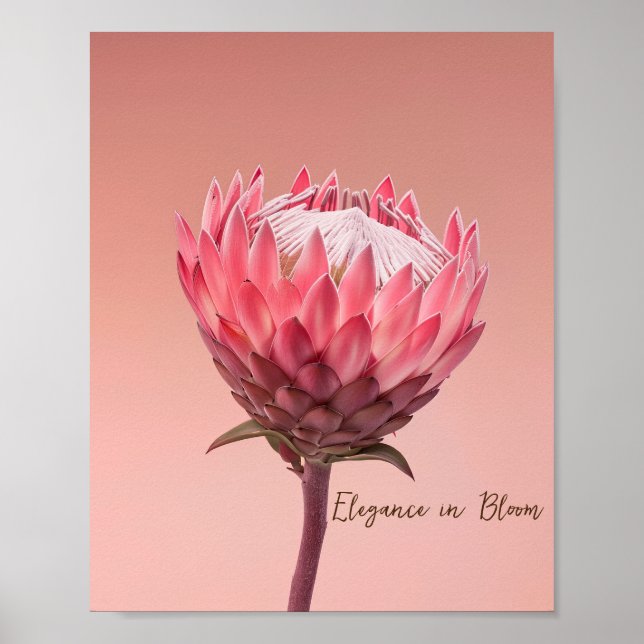 Blushing Majestät: Pink Protea Bloom Poster (Vorne)