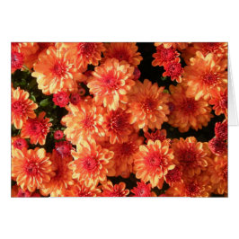 "Blushing Orange Mums"