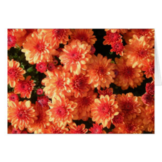 "Blushing Orange Mums"