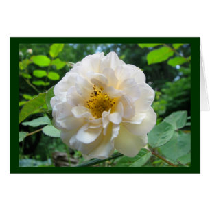 Blushing-Rose