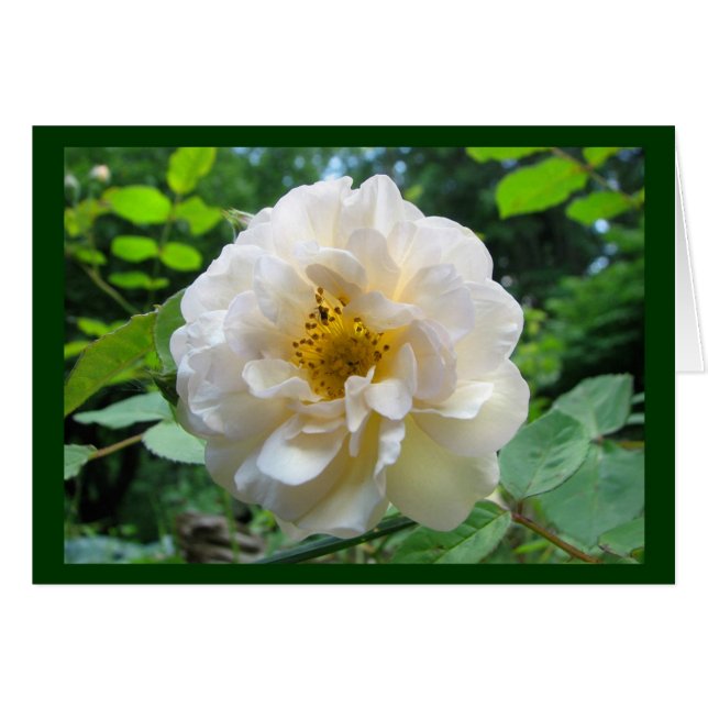 Blushing-Rose (Vorderseite (Horizontal))