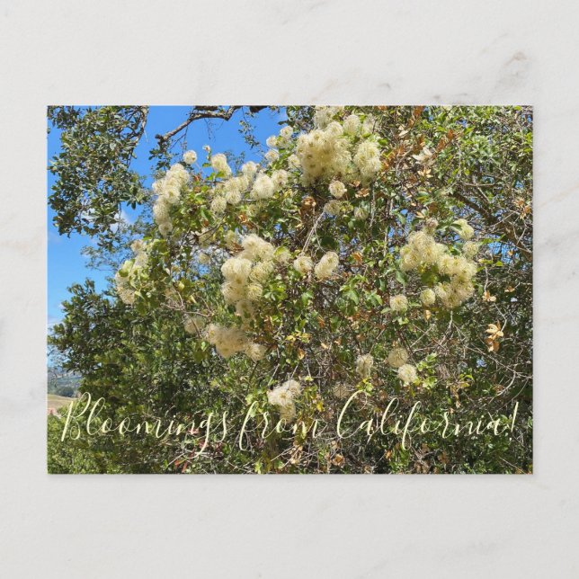 Blut aus Kalifornien: Chaparral Clematis Postkarte (Vorderseite)
