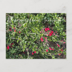 Blut aus Sunnyvale: Gambelia speciosa Postkarte