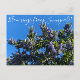 Blut aus Sunnyvale: Ray Hartman Ceanothus Postkarte